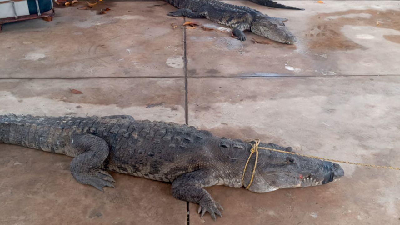 ¡Cocodrilos en la ciudad!