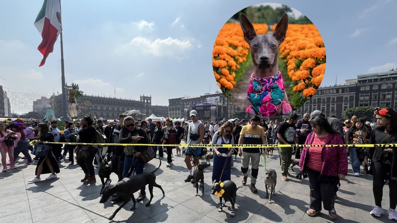 ¡Xoloitzcuintles guían camino al Mictlán en emotiva caminata!  