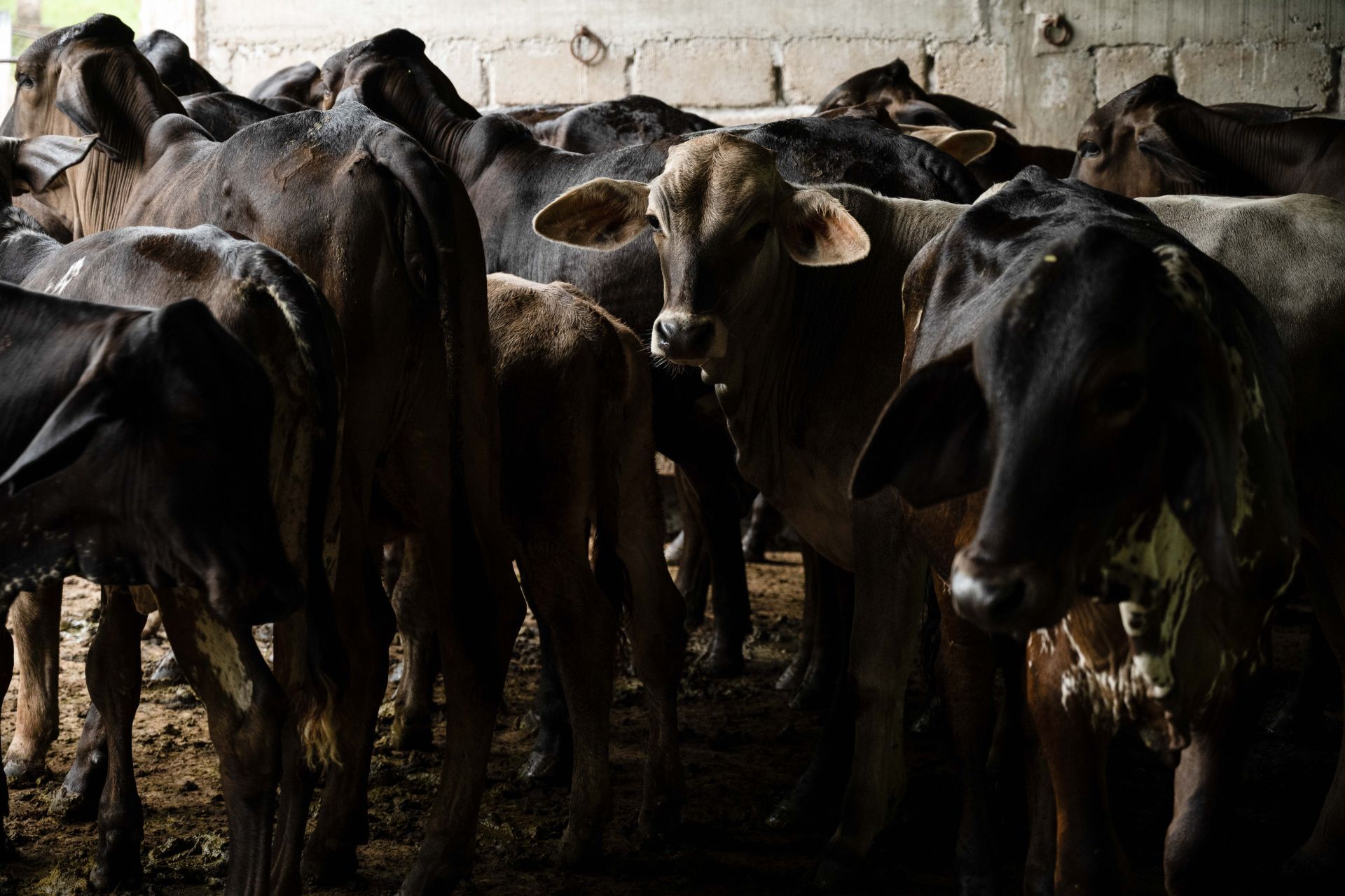 Detectan primer caso de gusano barrenador en ganado de Michoacán