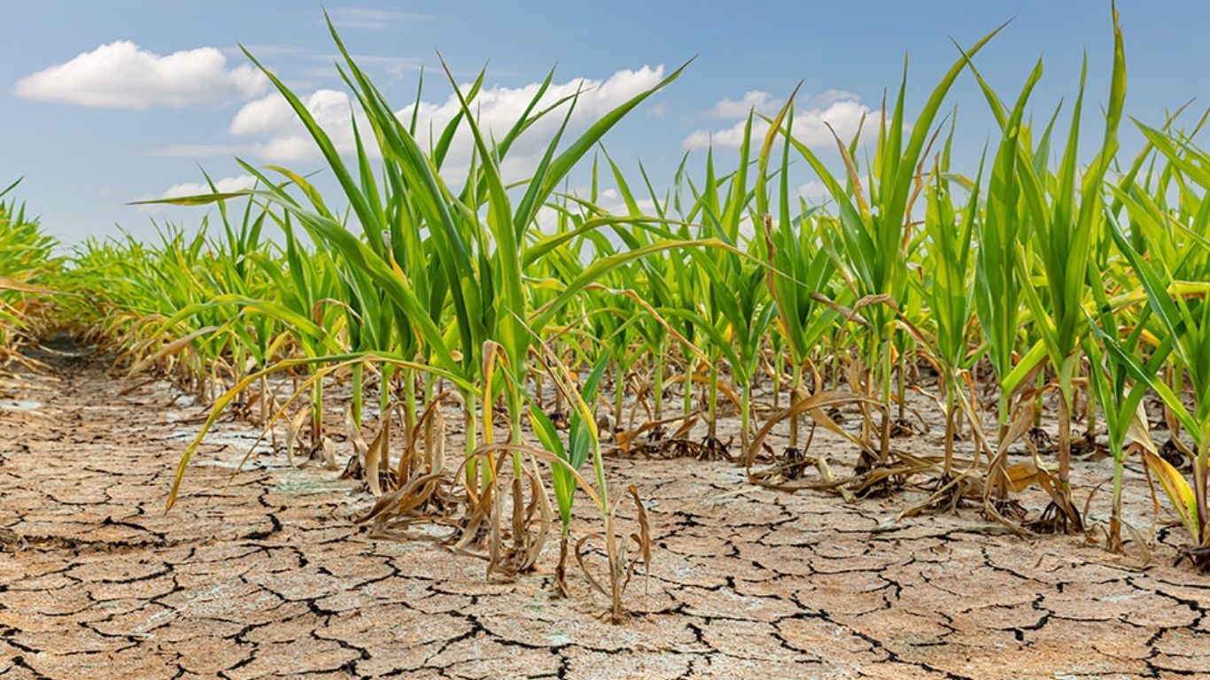 Sequía afecta al 20% del territorio nacional 