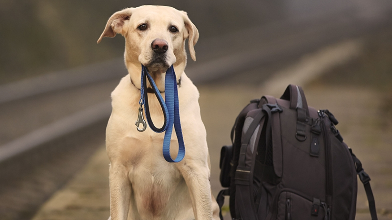 ¿Mochila de vida para michis y lomitos? Te contamos