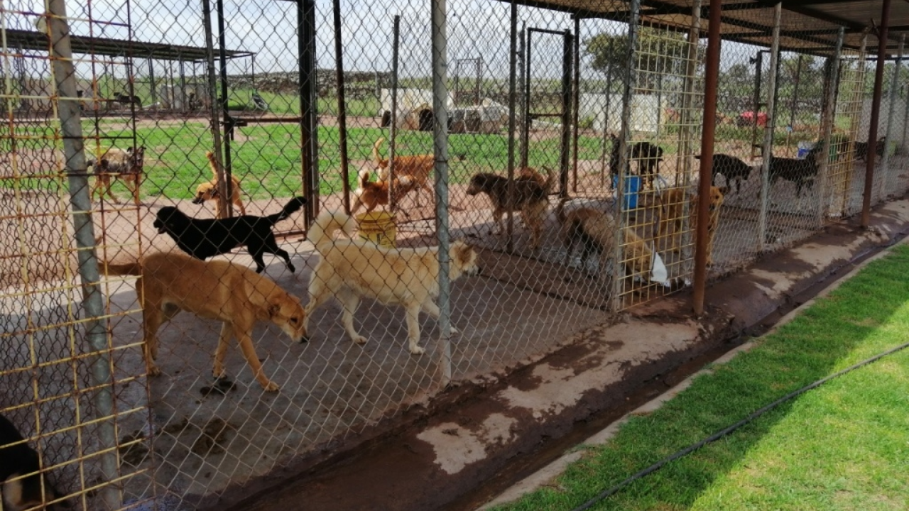 CDMX prepara propuesta para regular albergues de animales