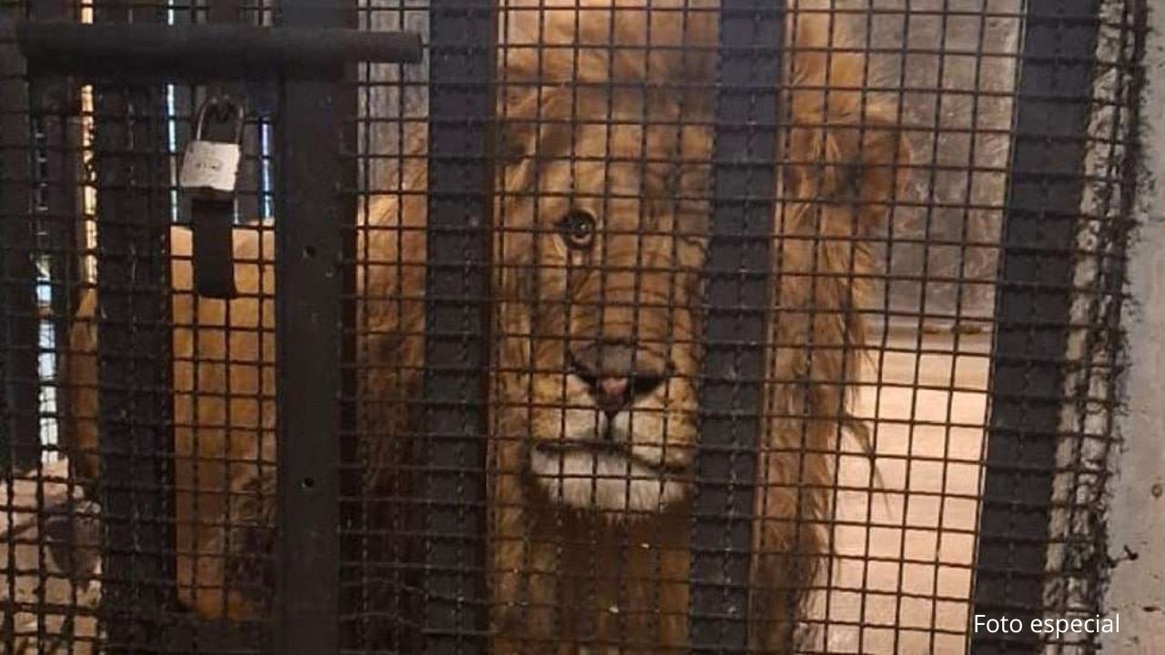 Rescatan león que estaba en una casa de Naucalpan