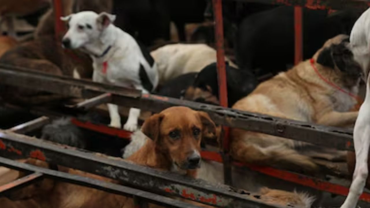 Grave el caso de maltrato animal en Refugio Franciscano: FGJCDMX