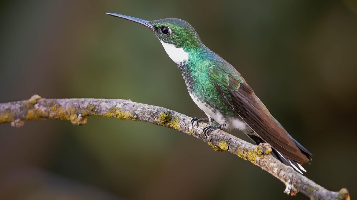 ¡Cuidado! Crece tráfico de colibríes por rituales de “amarres”