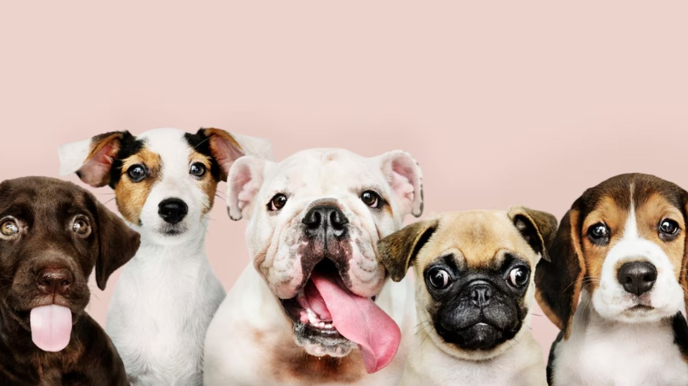 Adopta perritos en el Día de los Amidogs