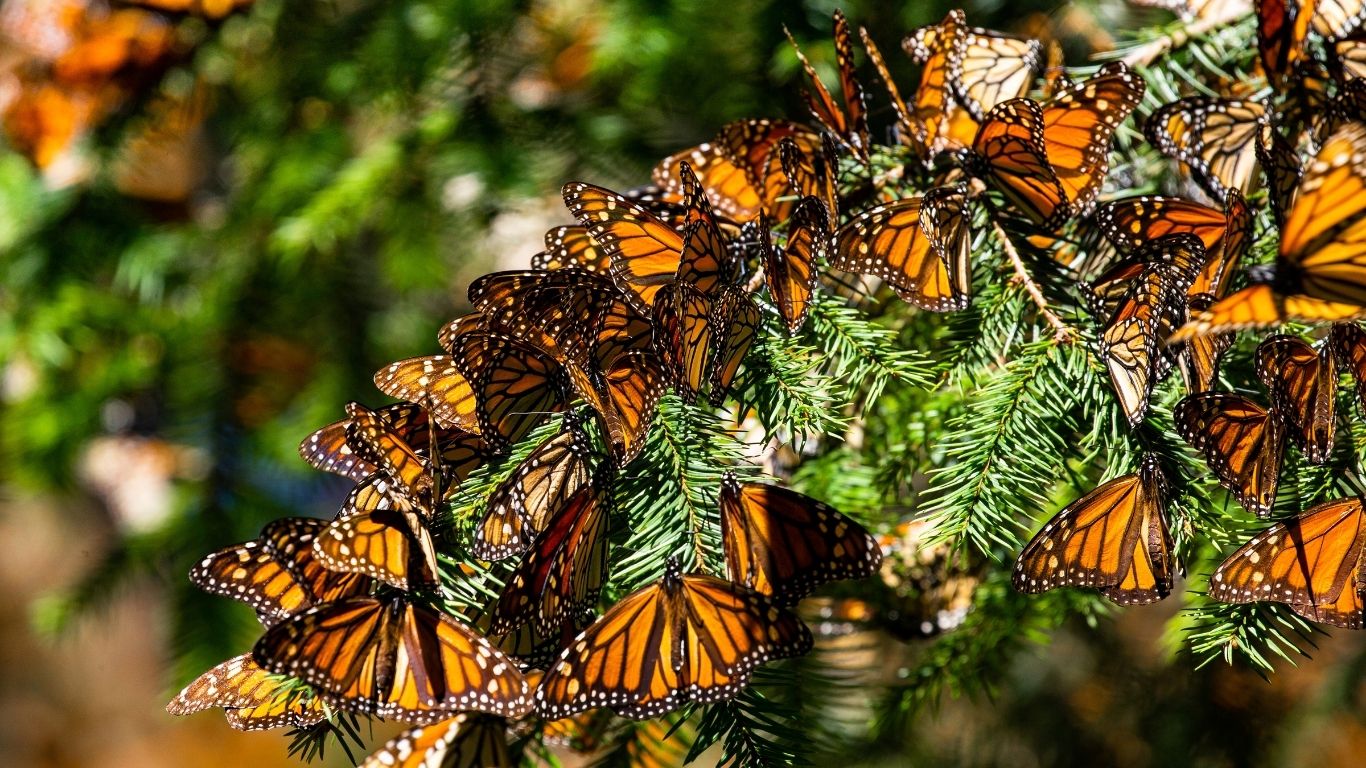 ¡Mariposa Monarca se recupera!