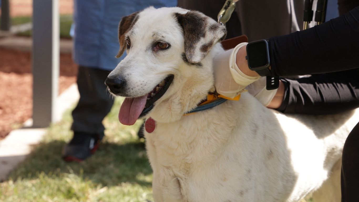 Avalan adopción de 936 animales rescatados en CDMX