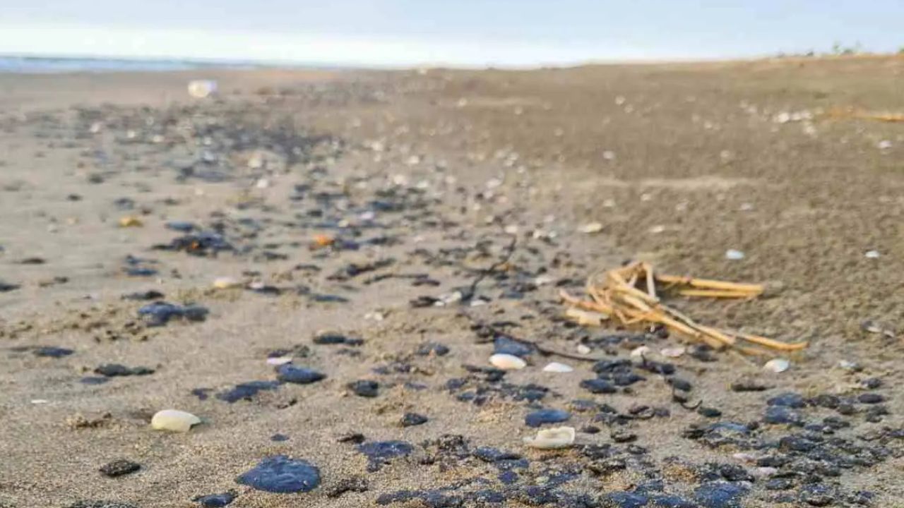 Muere otro delfín por derrame de hidrocarburo en Veracruz