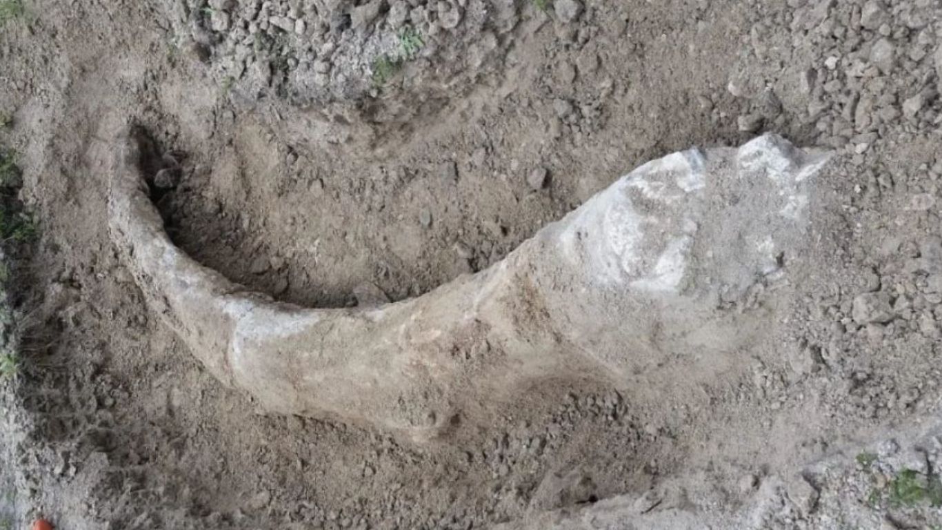 Hallan posible colmillo de mamut en Guanajuato