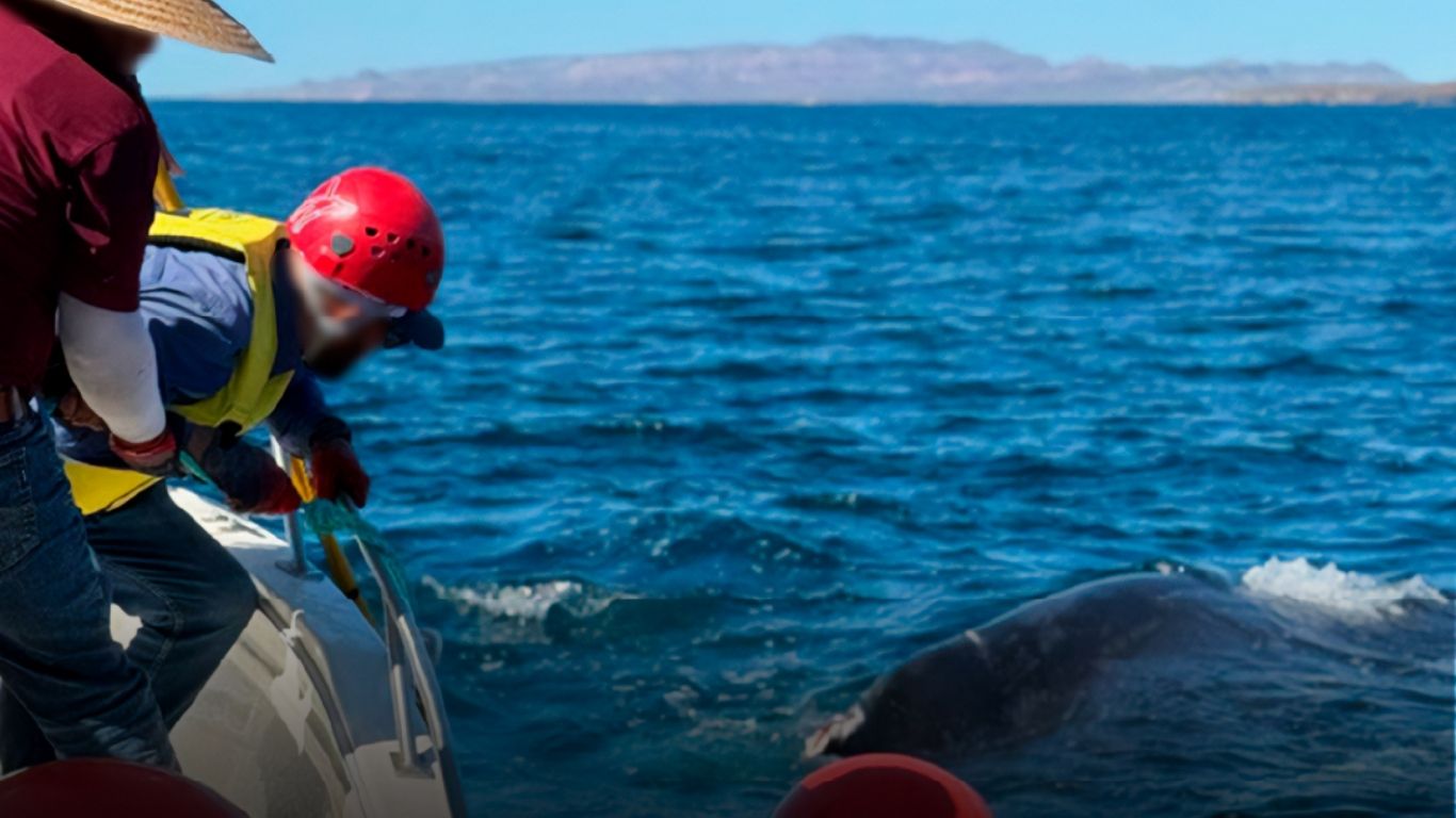 Liberan ballena jorobada en Baja California Sur