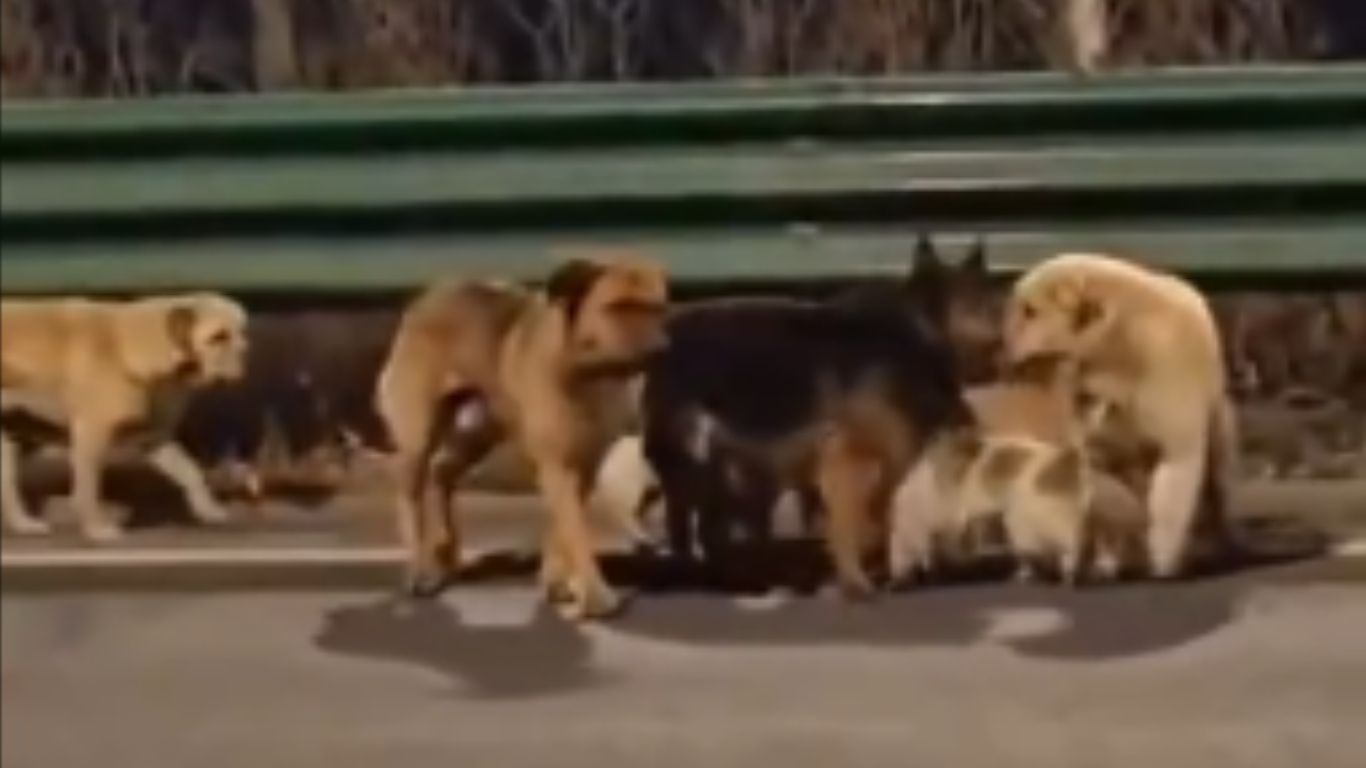 Siete perros regresan a casa tras escaparse de una fábrica de carne en China