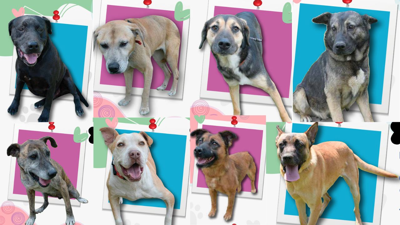 Más de 150 perritos buscan hogar   