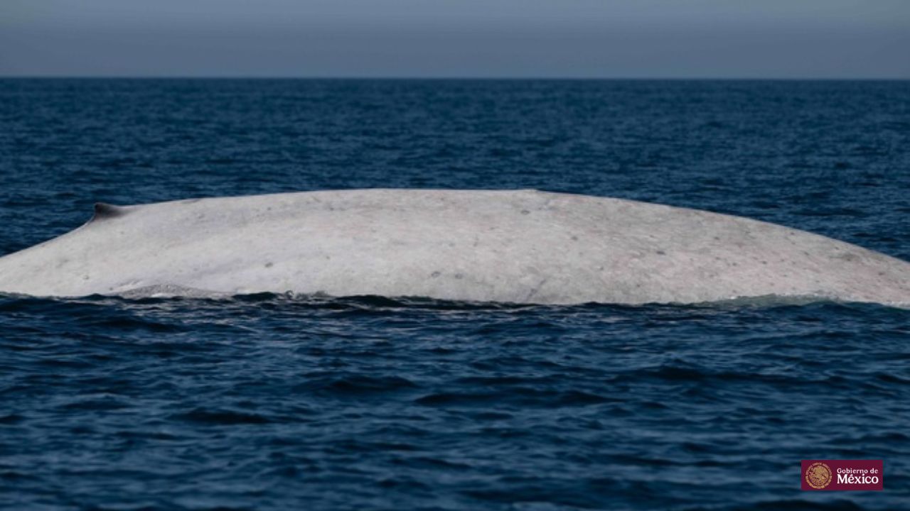 Reportan avistamiento de ballena azul albina en Baja California