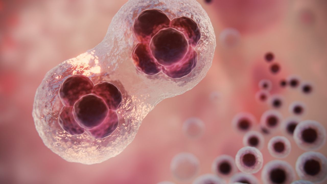 IPN logra regenerar tejidos con células madre