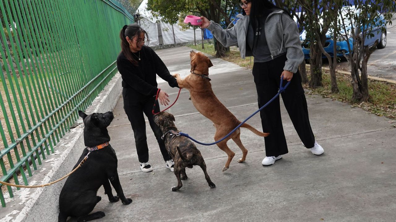 El 62% de las familias capitalinas tiene al menos una mascota