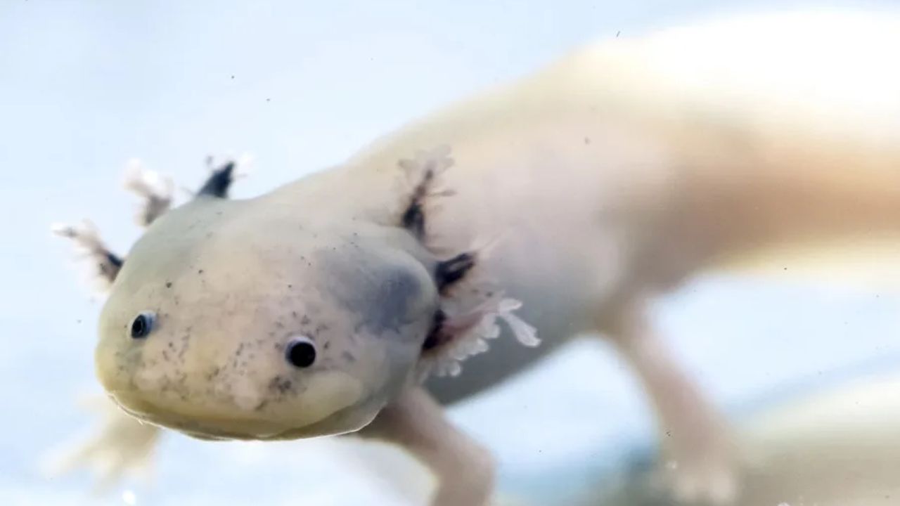 Con filtros de cabello limpian canales de Xochimilco para que regresen los ajolotes