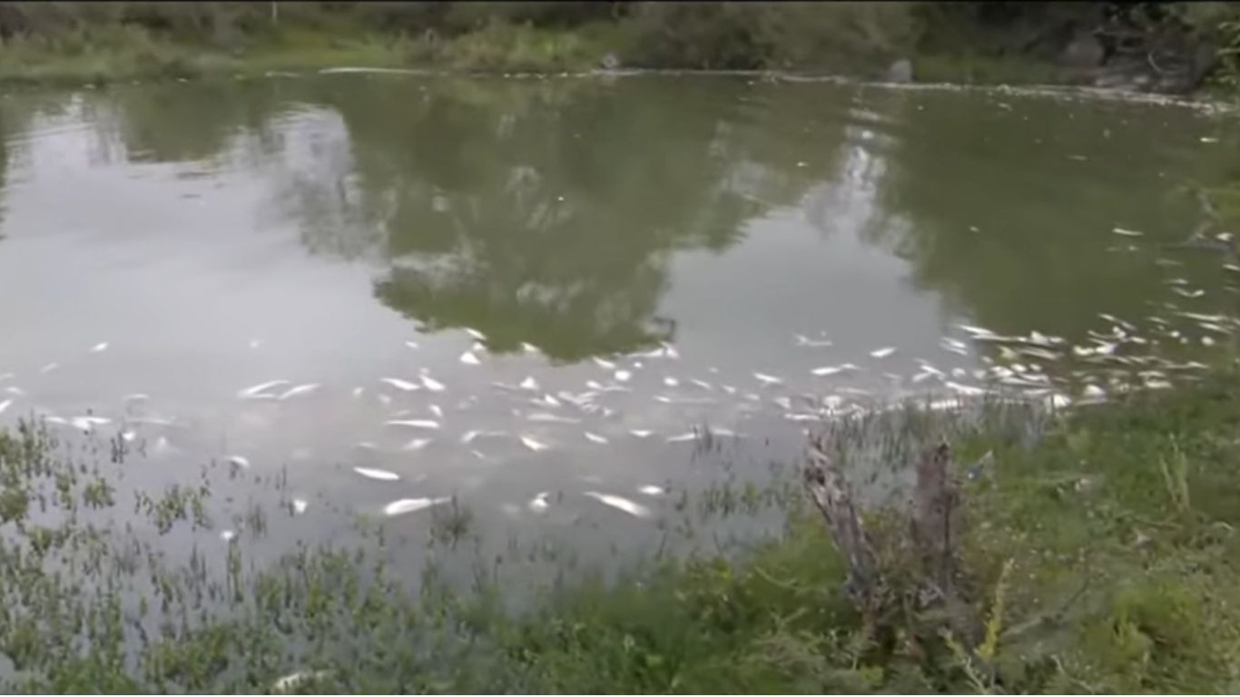 Cientos de peces muertos por cambio en el agua