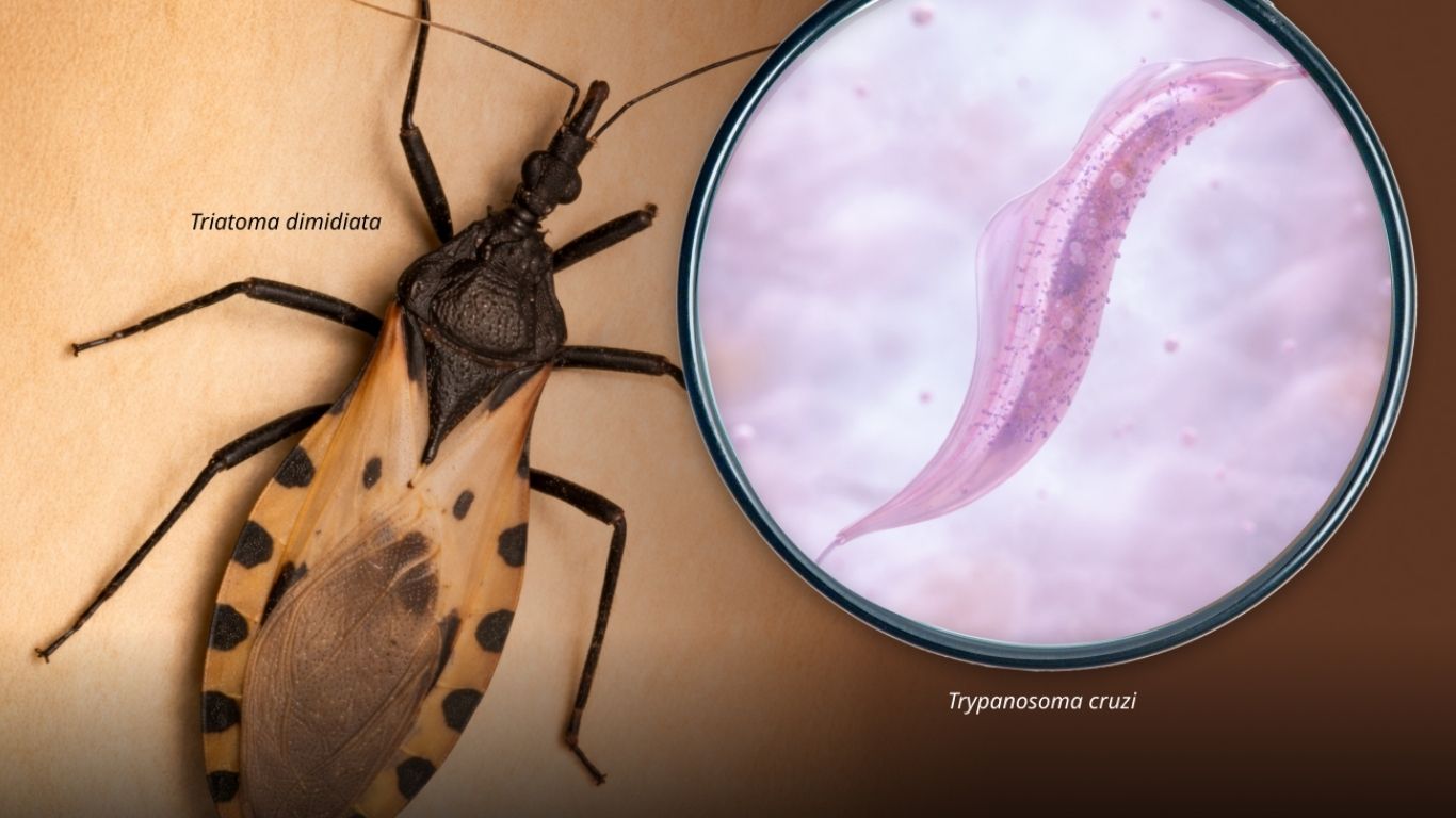 Cuidado con la “chinche besucona”