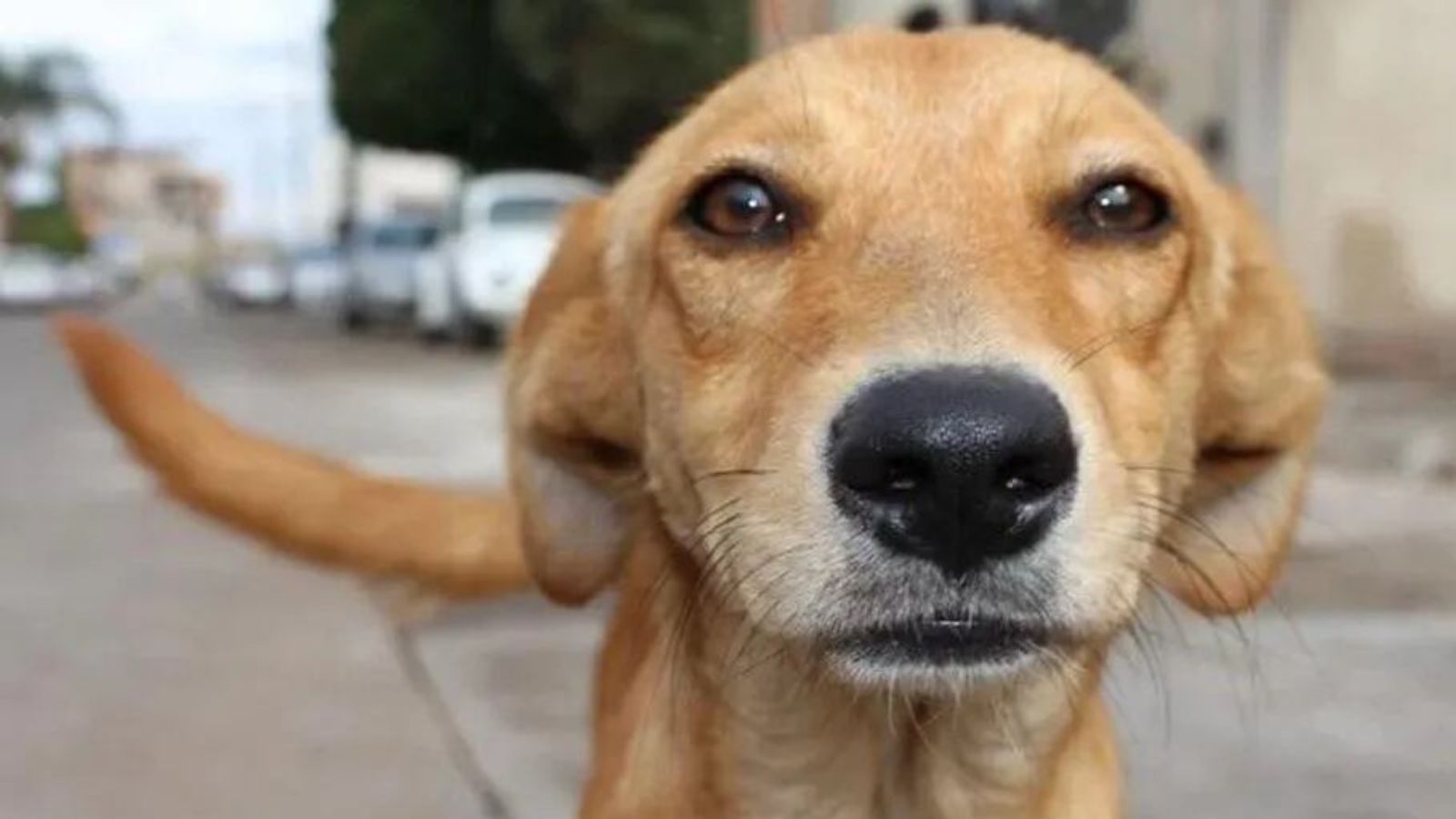 “Caramelo”,  la nueva raza de lomitos en México