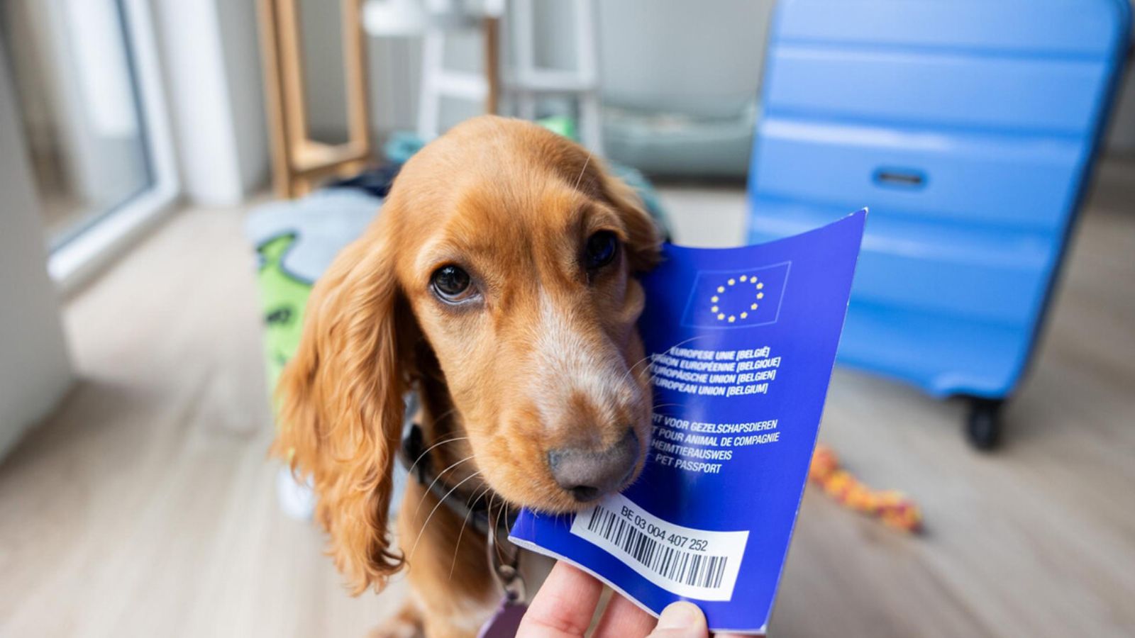 Europa estrena pasaporte obligatorio para mascotas