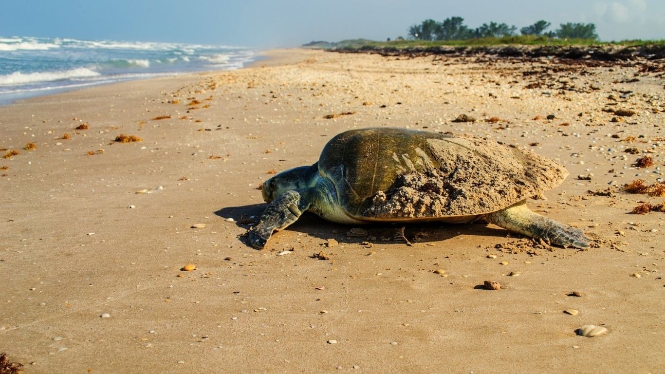 Protegen nidos de tortuga lora 