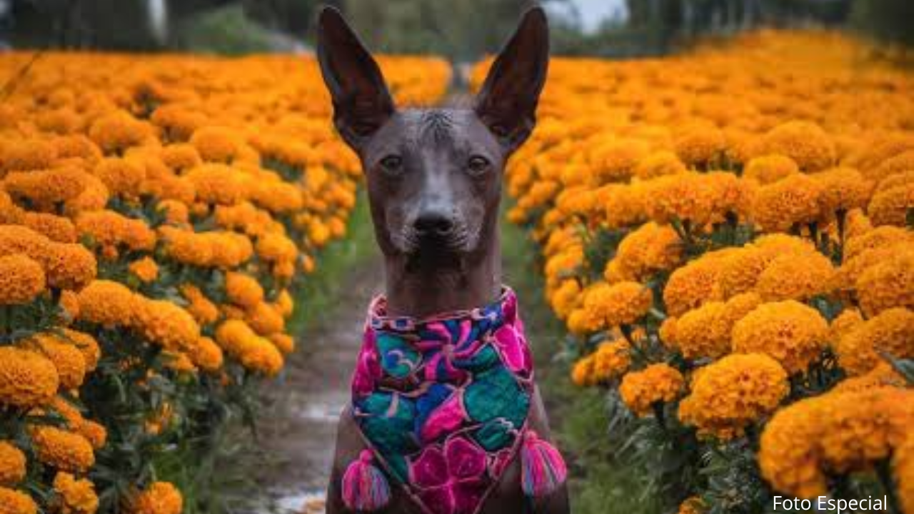 Declaran el 27 de octubre Día Nacional del Xoloitzcuintle