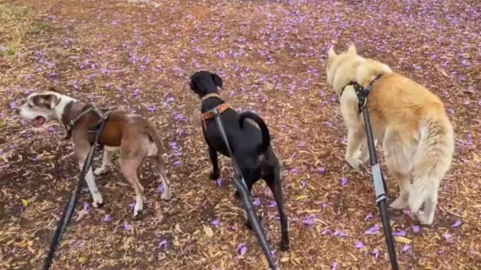 Maltrato animal en Edomex se castiga con multas de hasta 35 mil pesos