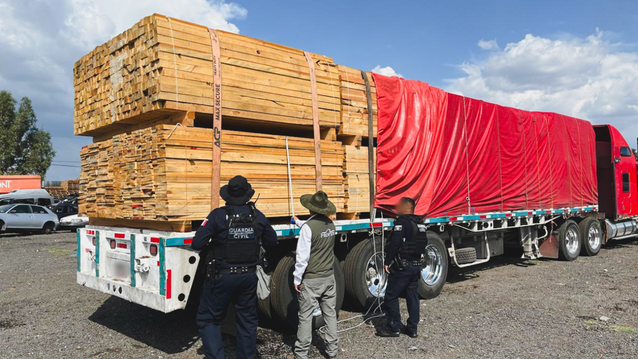 Aseguran más de 50 mil m³ de madera en reserva de la Monarca