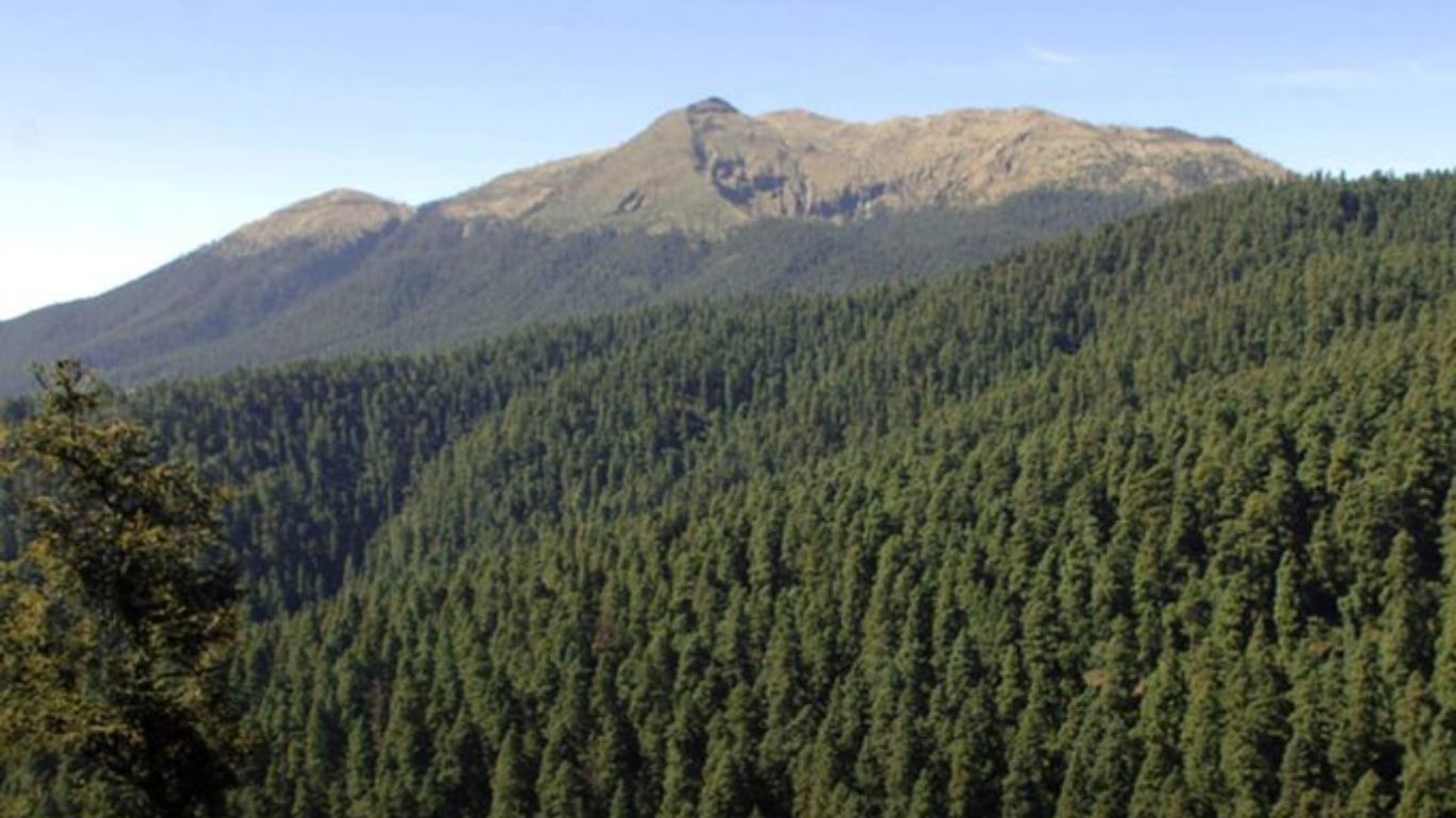 Semarnat impulsa acciones para conservar los bosques 