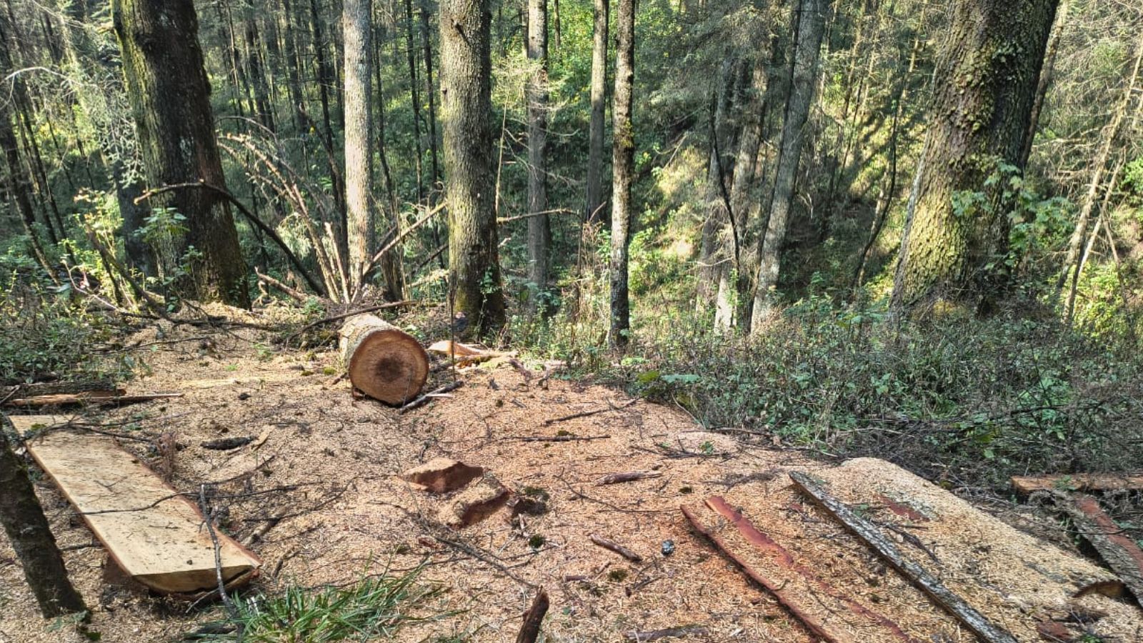Clausuran área en Cuajimalpa por tala ilegal de árboles