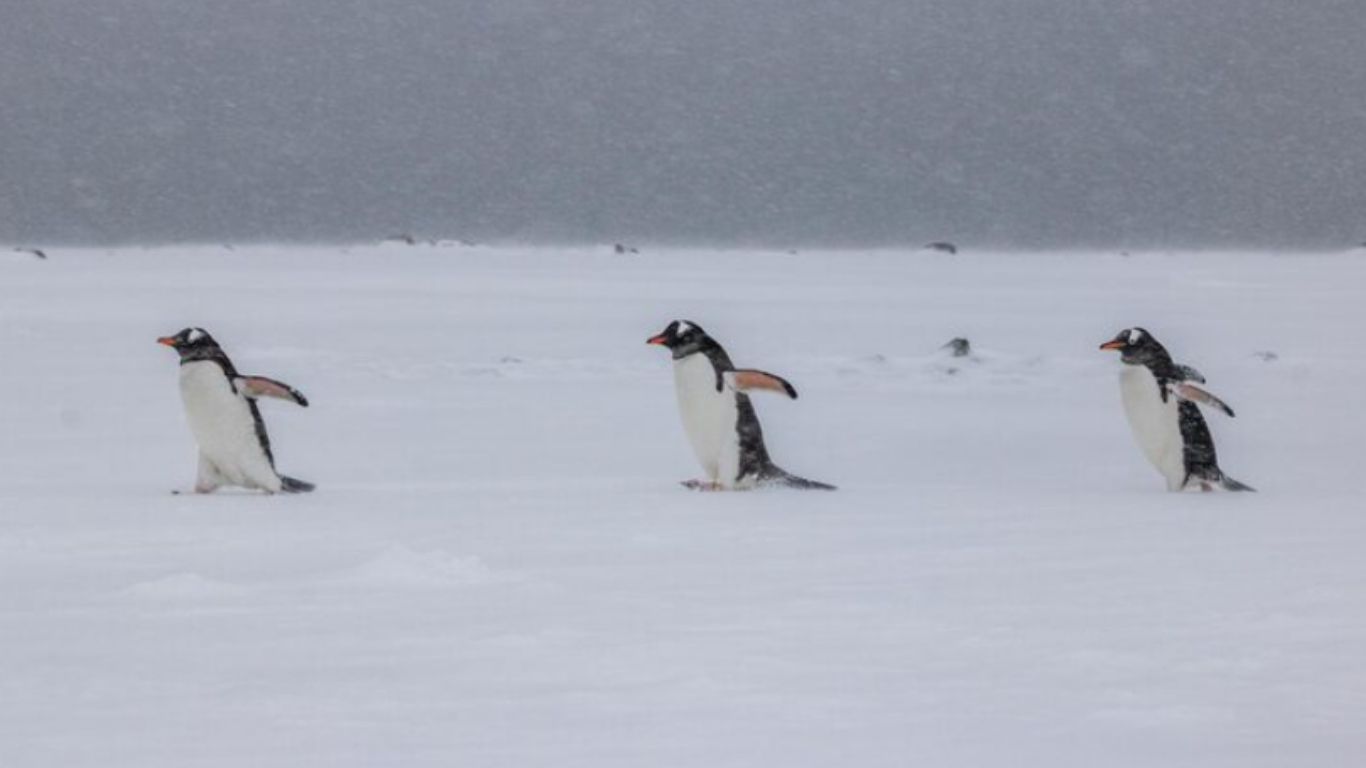 ¡Una nueva especie de pingüino en la Antártida!