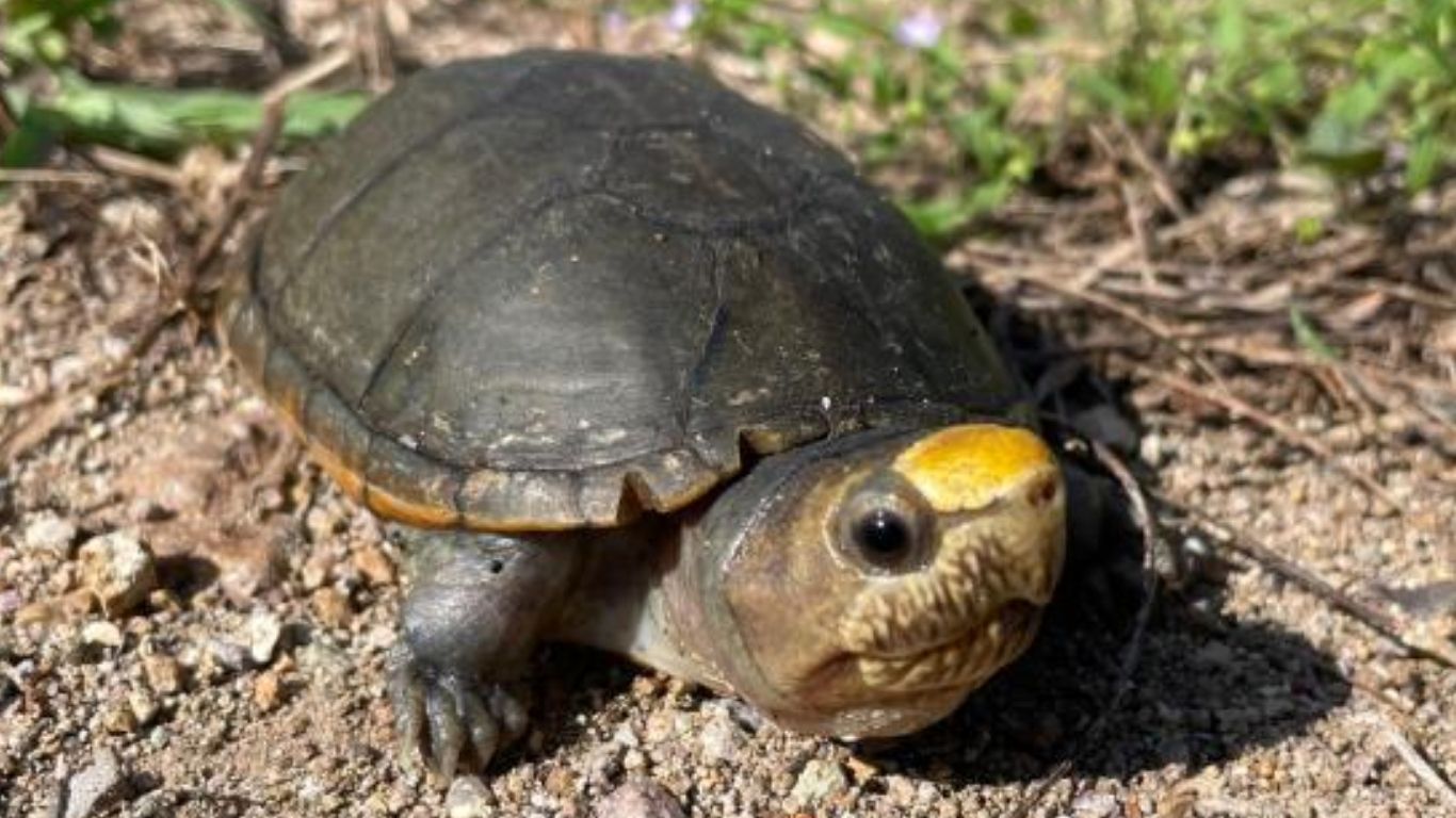 Profepa protege zona de anidación de tortuga casquito