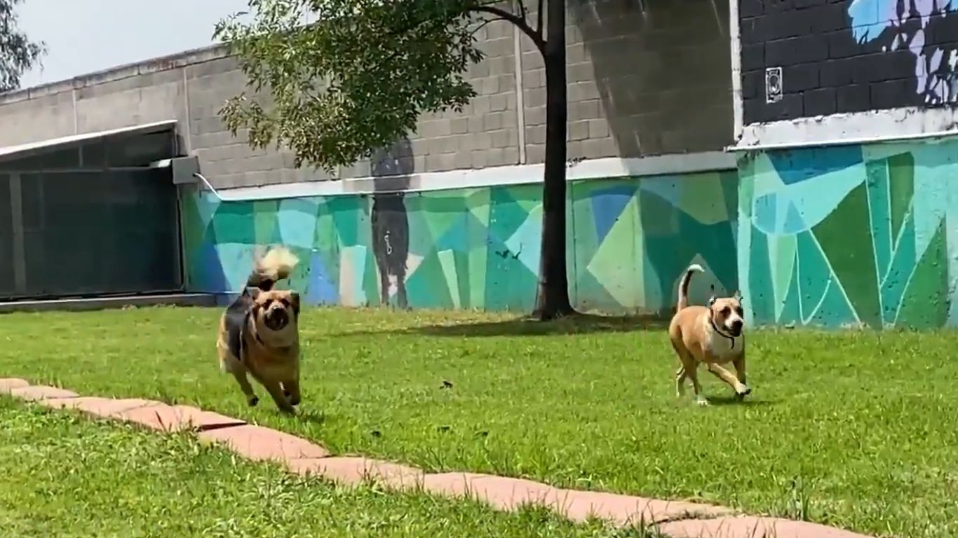 Adopta a un perrito del Metro en PetFest 2026 