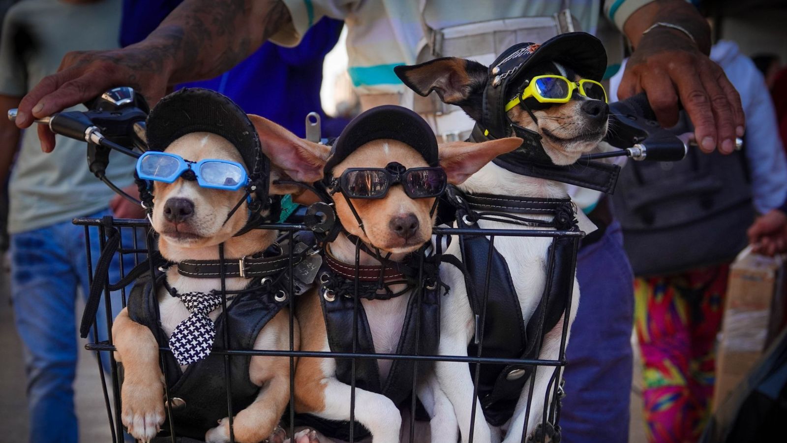 ¿Sabes cómo cuidar a tus mascotas del gusano barrenador?