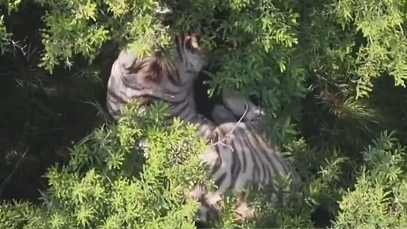 Capturan tigre que escapó en Edomex