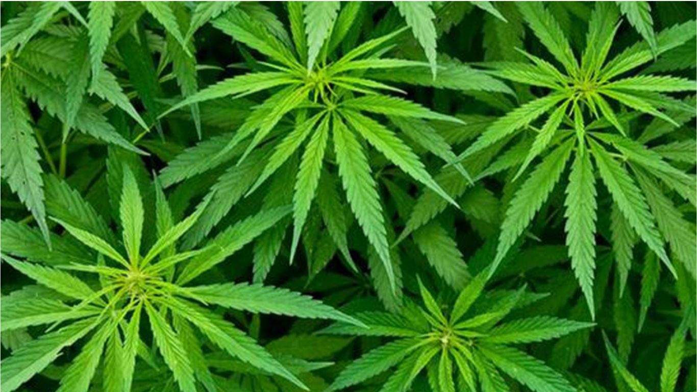SCJN avala permisos colectivos para marihuana