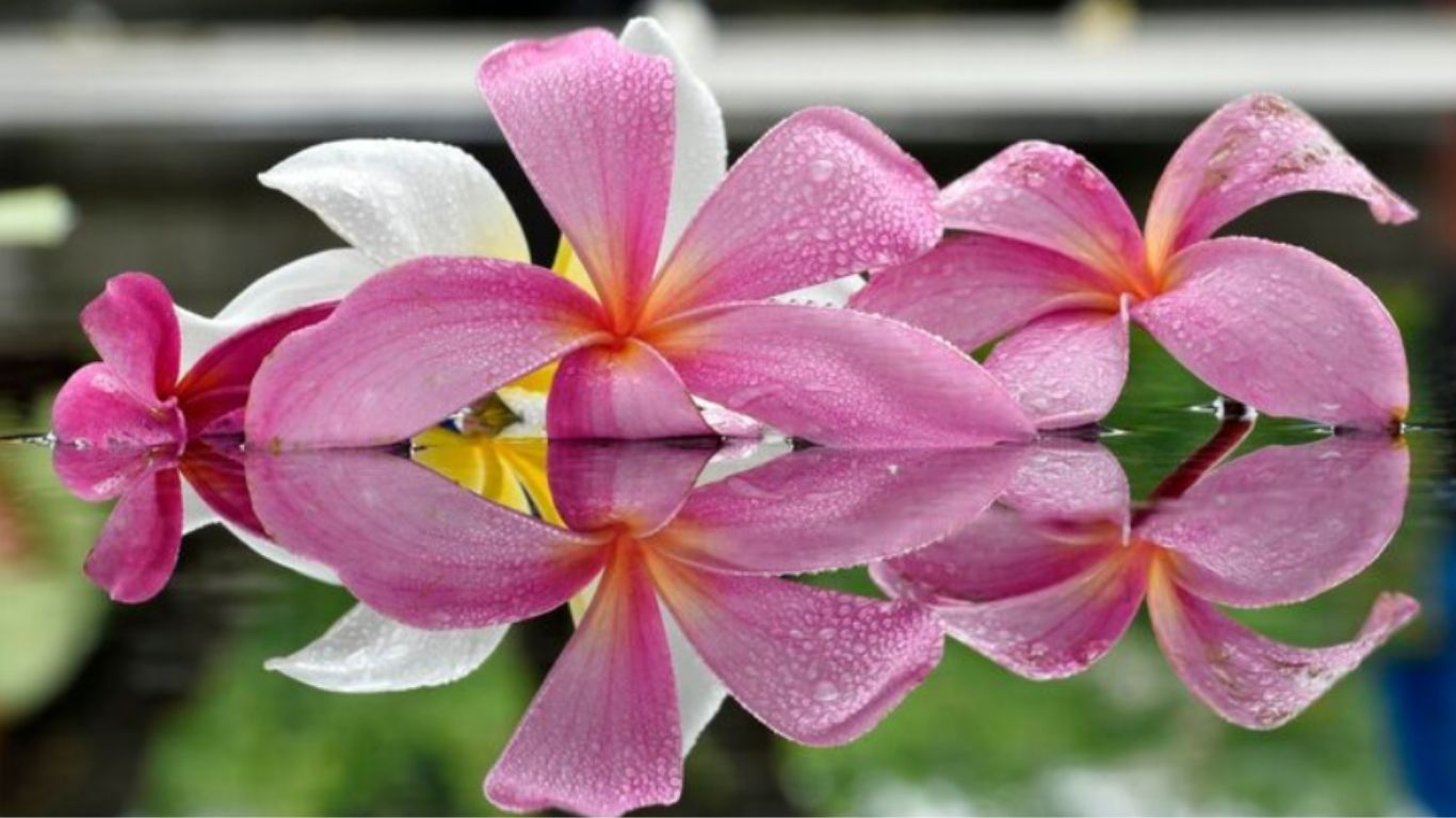 Orquídeas miniatura llegan al Parque Ecológico Yecahuizotl