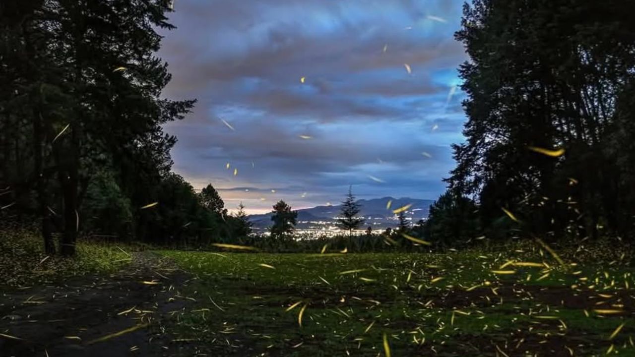 Arranca la temporada de luciérnagas en Amecameca