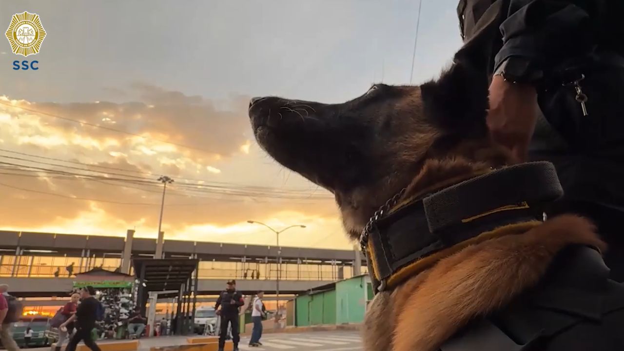 Llegan nuevos binomios caninos a la PBI