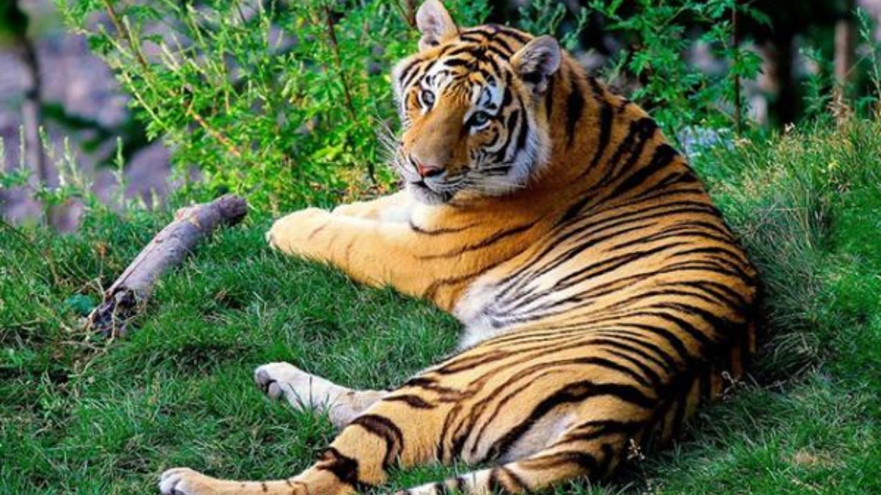 ¡Alerta! Se fuga tigre del centro de resguardo del Edomex
