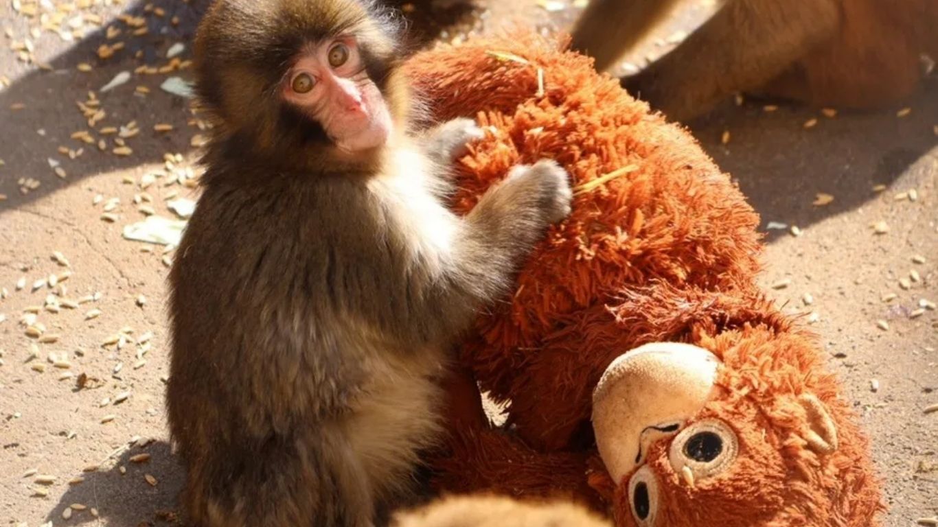 ¡El macaco más famoso de internet cumple un año!