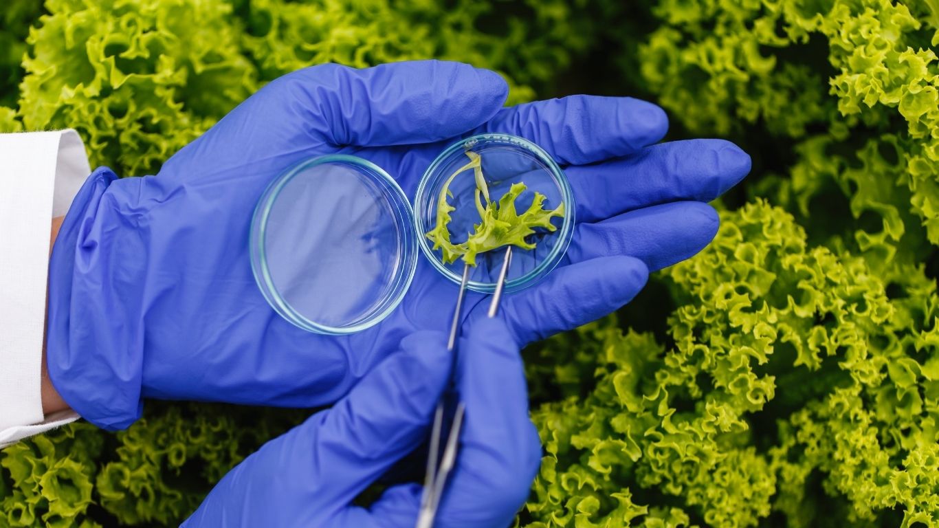 Cofepris descarta Cyclospora en lechugas mexicanas