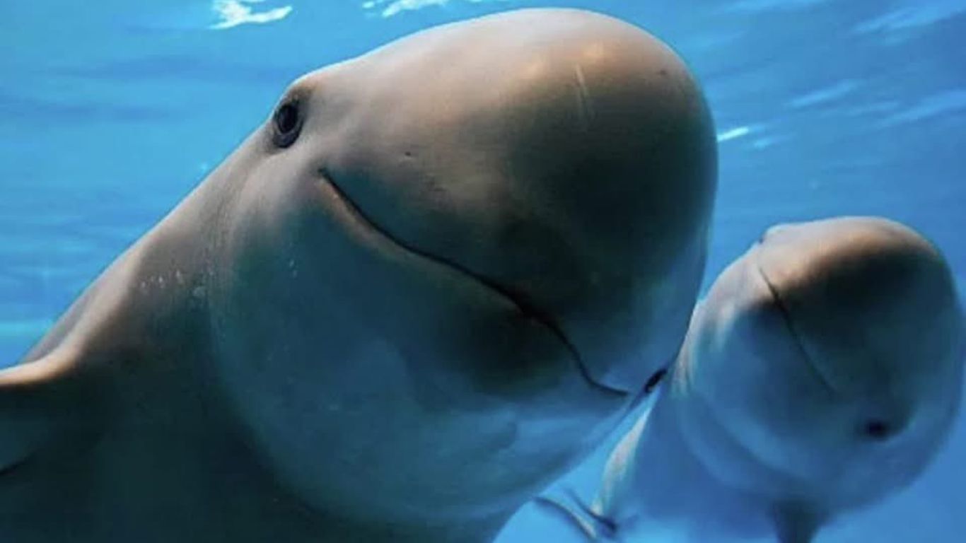 Sólo se reportan 10 vaquitas marinas en el mundo
