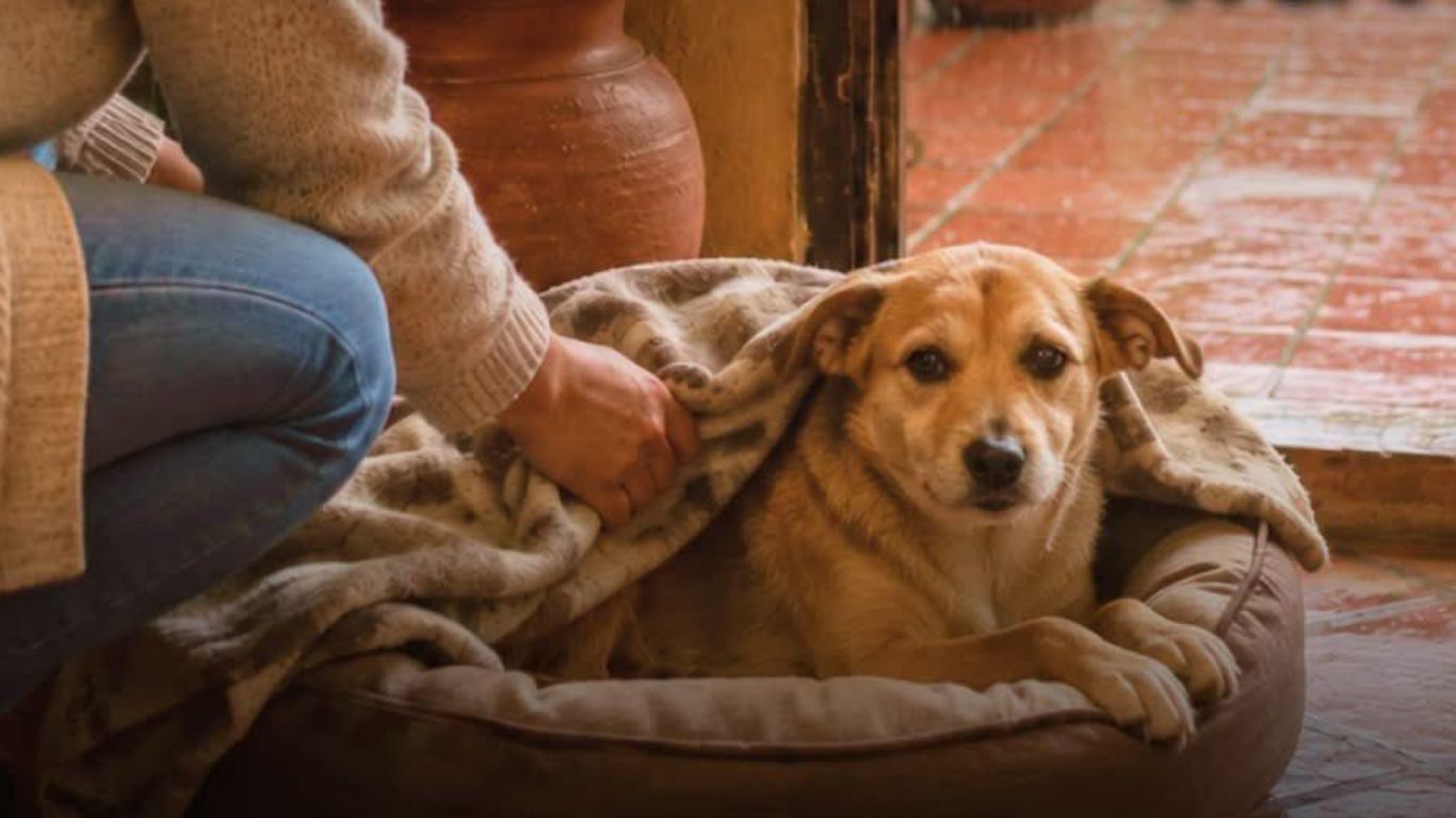 ¡No las dejes bajo la lluvia! Piden proteger a las mascotas
