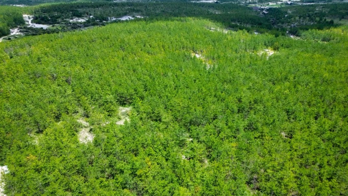 México reforestará más de 32 mil hectáreas