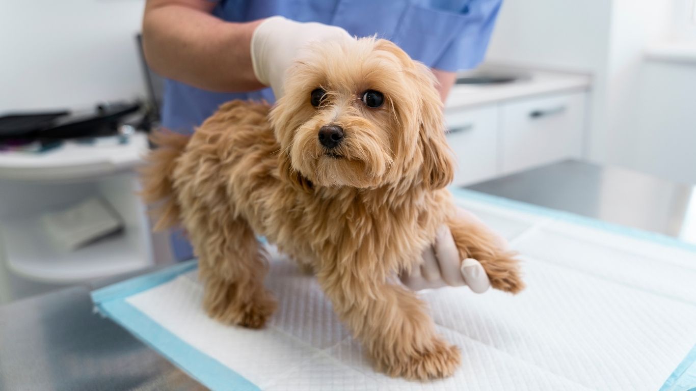 Neza realizará esterilización gratuita de mascotas