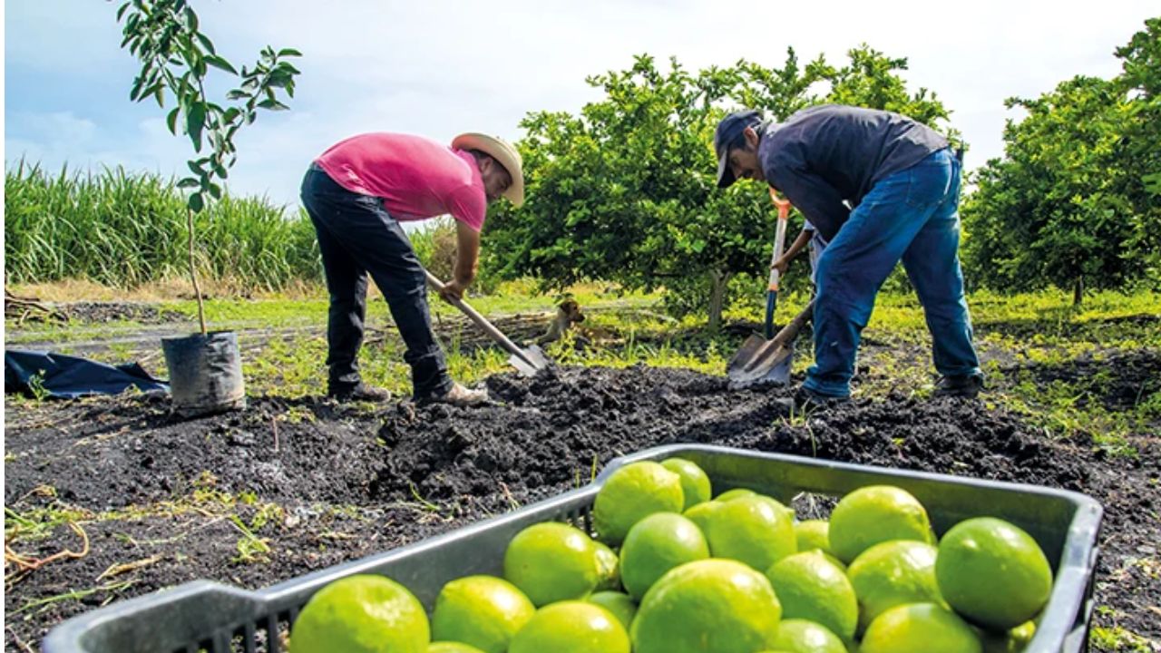 Campo impulsa crecimiento económico