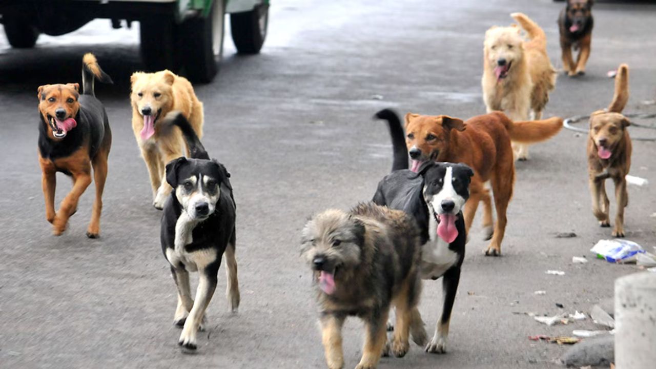 México encabeza el abandono de perros en América Latina