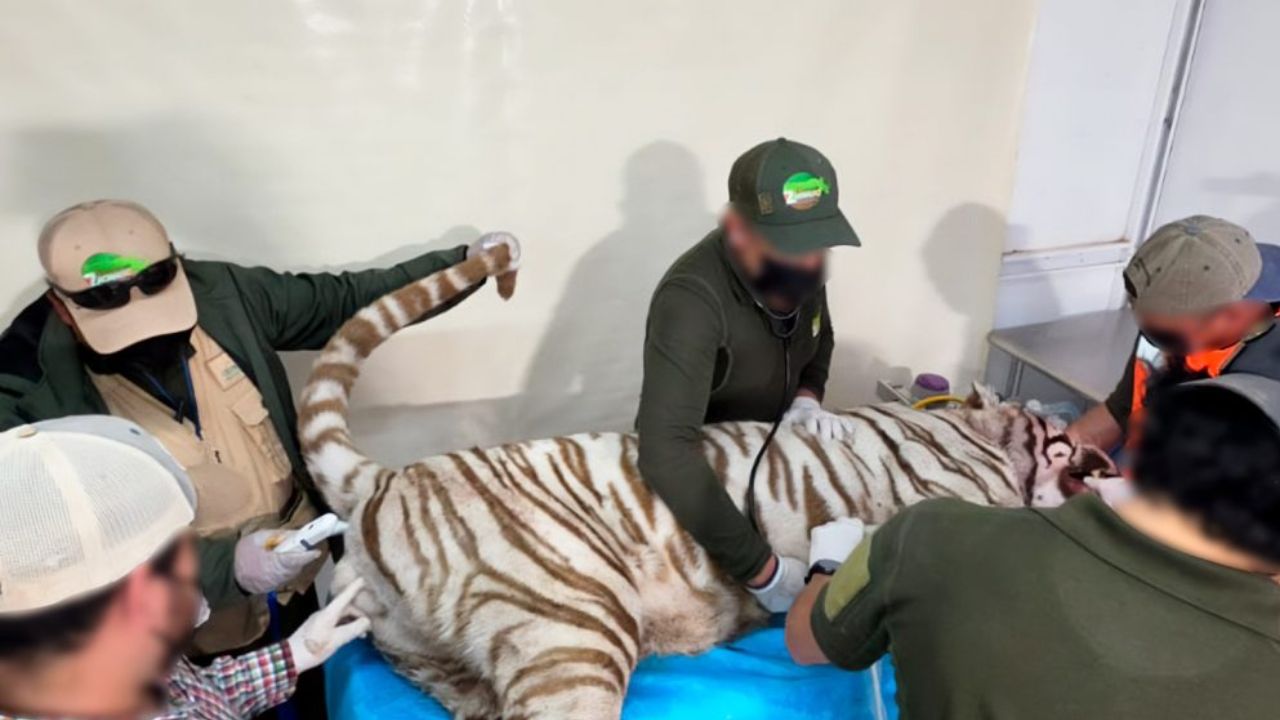 Profepa clausura centro tras fuga de tigre